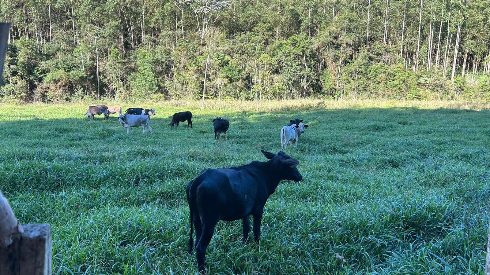 Fazenda 117 ha em Coroaci/MG - Água abundante, eucalipto e piscicultura